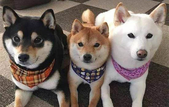 母柴犬幾個月可以配