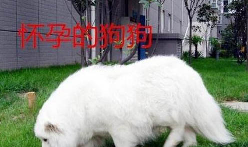 懷孕狗缺鈣的癥狀