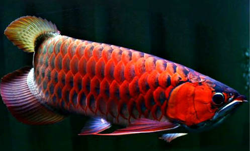 龍魚養殖溫度為多少