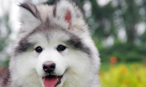 狗狗來事可以洗澡嗎