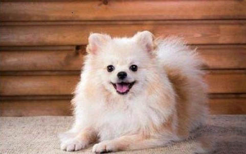 小薩摩耶多久可以吃幼犬狗糧了