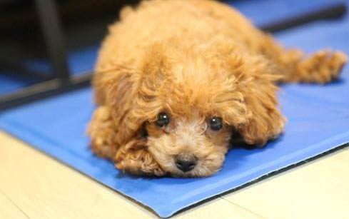 泰迪犬有白色的么