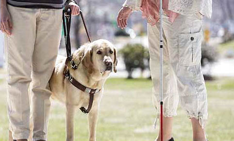 導盲犬可以上飛機嗎？