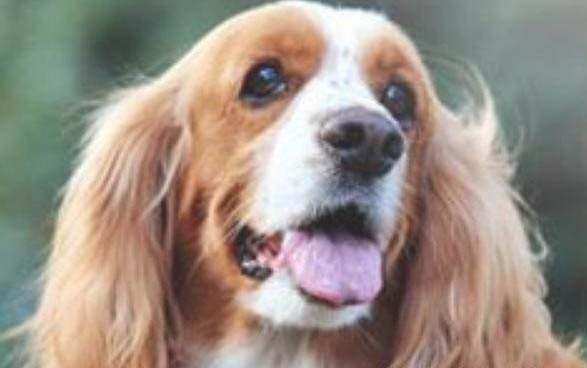 狗狗耳螨藥哪個好用