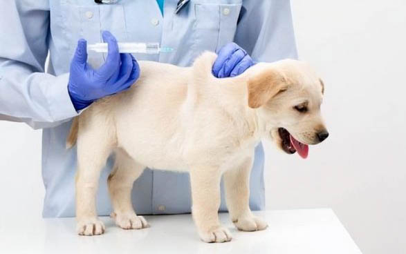 狗狗為什么喜歡爬床頭