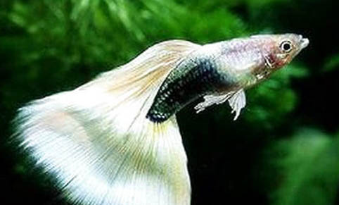 孔雀魚自己如何爆缸
