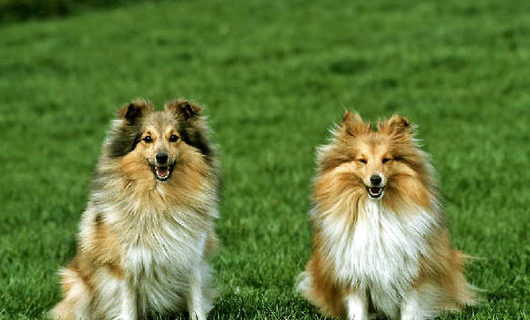 喜樂蒂牧羊犬的優(yōu)點(diǎn)和缺點(diǎn)是什么