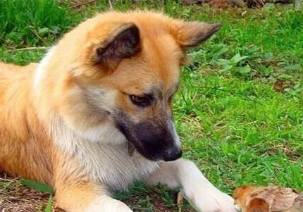 冰島牧羊犬感冒引起尿道炎