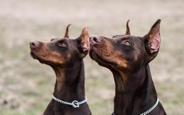德國杜賓犬不愛吃東西的原因都是什么