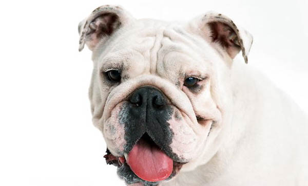 英國斗牛犬狂犬疫苗一年打一次嗎