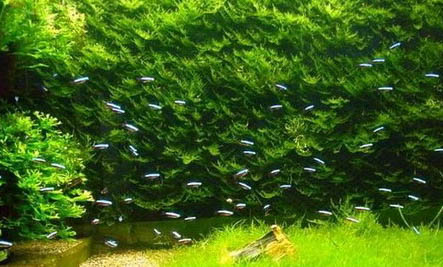 夏天可以用蚯蚓釣魚嗎