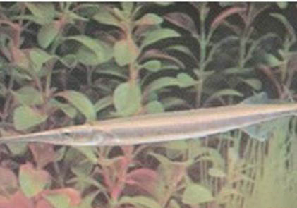 1米2魚缸要多久換一次水