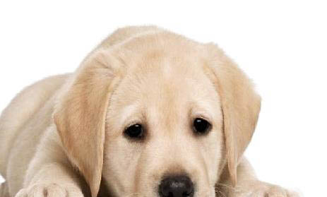 白狗品種有哪些大型犬種