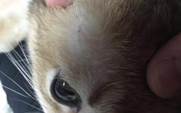 貓的毛長了夏天會怎樣