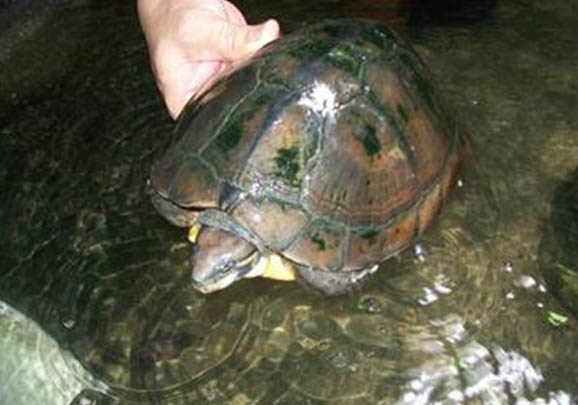 宿舍寵物水龜飼養指南之第一部分
