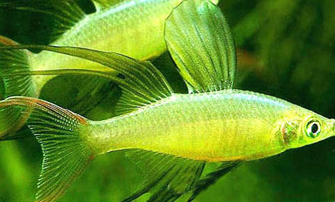 中的彩裙魚和什么魚能混養