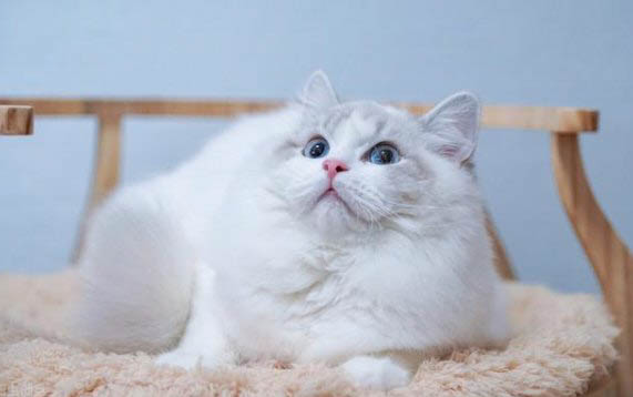 貓咪有一個眼睛總是流眼淚