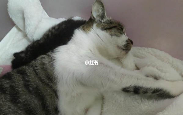 貓懷孕要多久,接生需要準備什么?