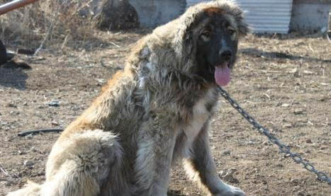 犬瘟在人身上能存活多久?