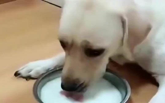墓地里為什么會有狗狗呢