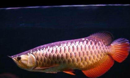 七彩神仙魚的混養(yǎng)魚種建議