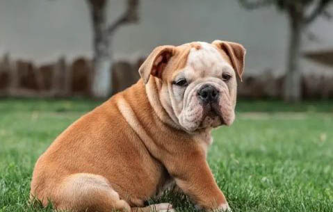 斗牛犬懷孕多久生產