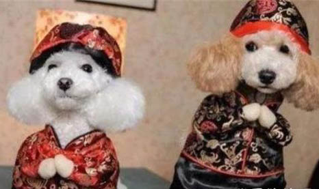 狗狗懷孕后期會有哪些癥狀