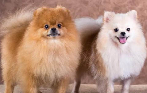 茶杯犬和博美犬哪個好養