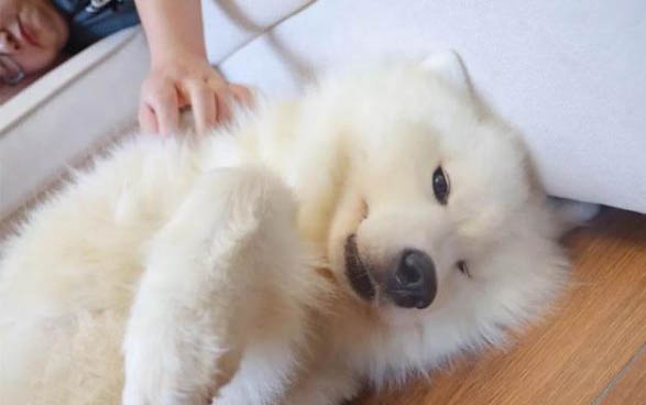 狗狗吃東西的禁忌有哪些