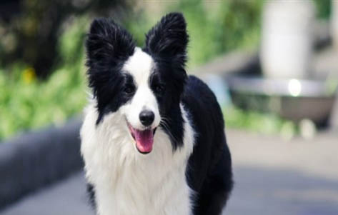 邊牧犬多少錢一只幼崽
