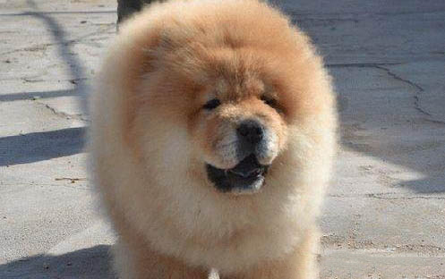一只幼犬多久取消籠養