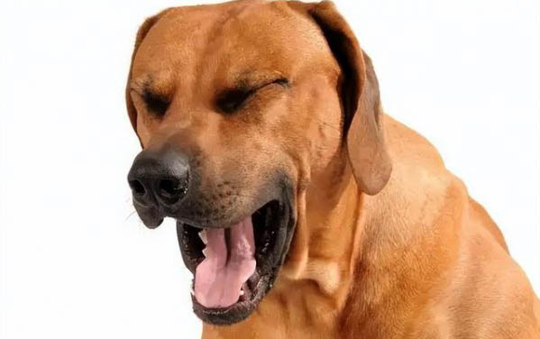狗狗抽氣是什么癥狀