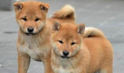 中華田園犬和柴犬區(qū)別