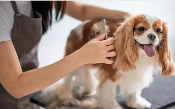 狗狗得了細小病毒會有什么癥狀