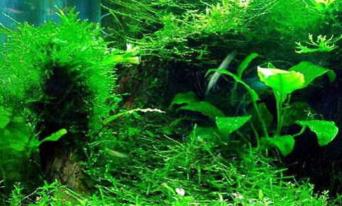 魚缸水質(zhì)發(fā)白怎么處理方法