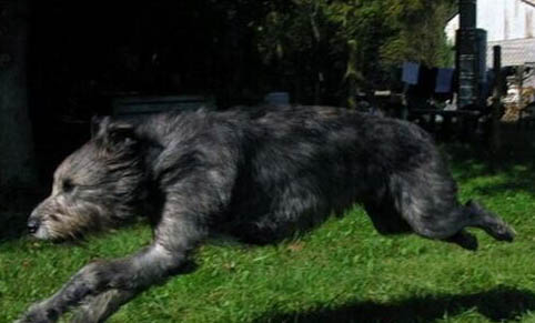 愛爾蘭獵狼犬拉稀帶血的原因及處理方法