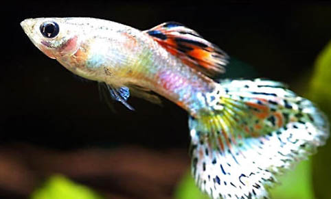 魚缸養褐藻需要怎樣處理