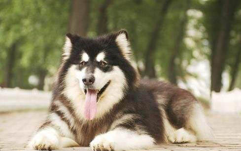 阿拉斯加犬和哈士奇哪個好養