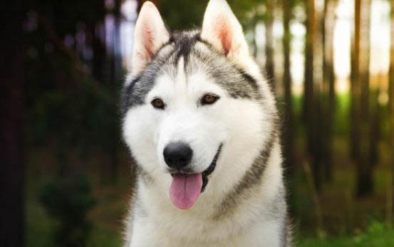 狗狗疫苗沒打完可以帶出去嗎