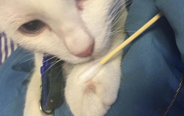 導致貓咪黑下巴的原因
