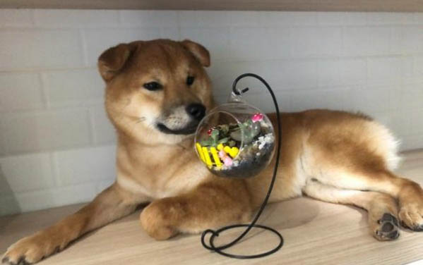 自制柴犬狗糧的做法有哪些