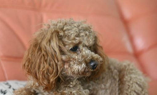 飼養(yǎng)貴賓犬需要注意的事項