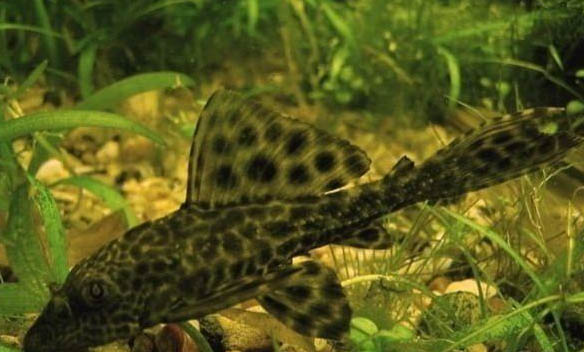 清道夫是什么魚?