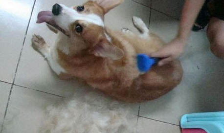 狗吃多少葡萄會中毒