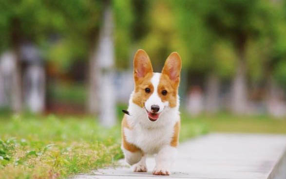 小狗可以吃猴桃嗎?