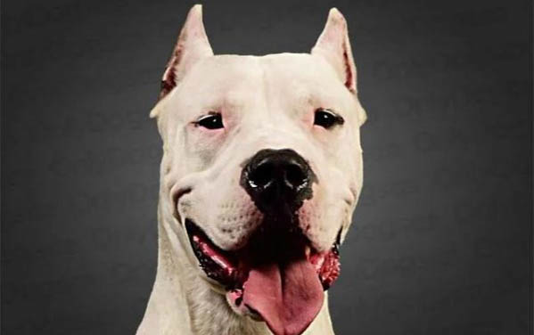 杜高和比特犬哪個厲害