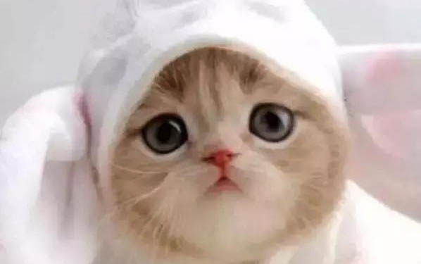 小貓生下來多久可以抱走