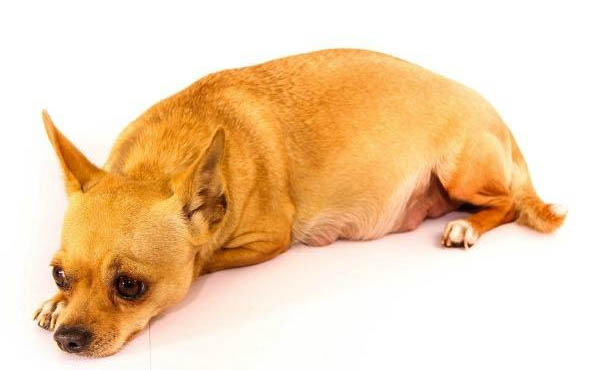 狗狗撕扯狗窩的原因及處理方法