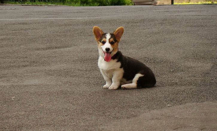 柯基犬左后腿突然瘸了