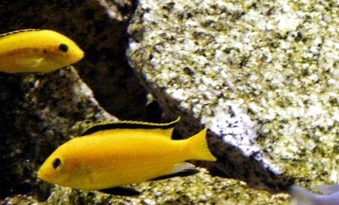 家養小熱帶魚種類